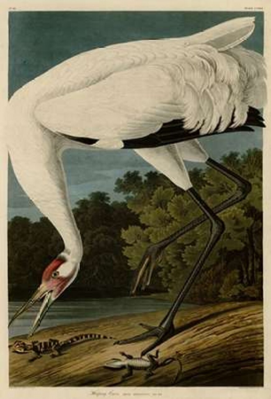 Hooping Crane Poster Print by John James Audubon - Item # VARPDXJJA226